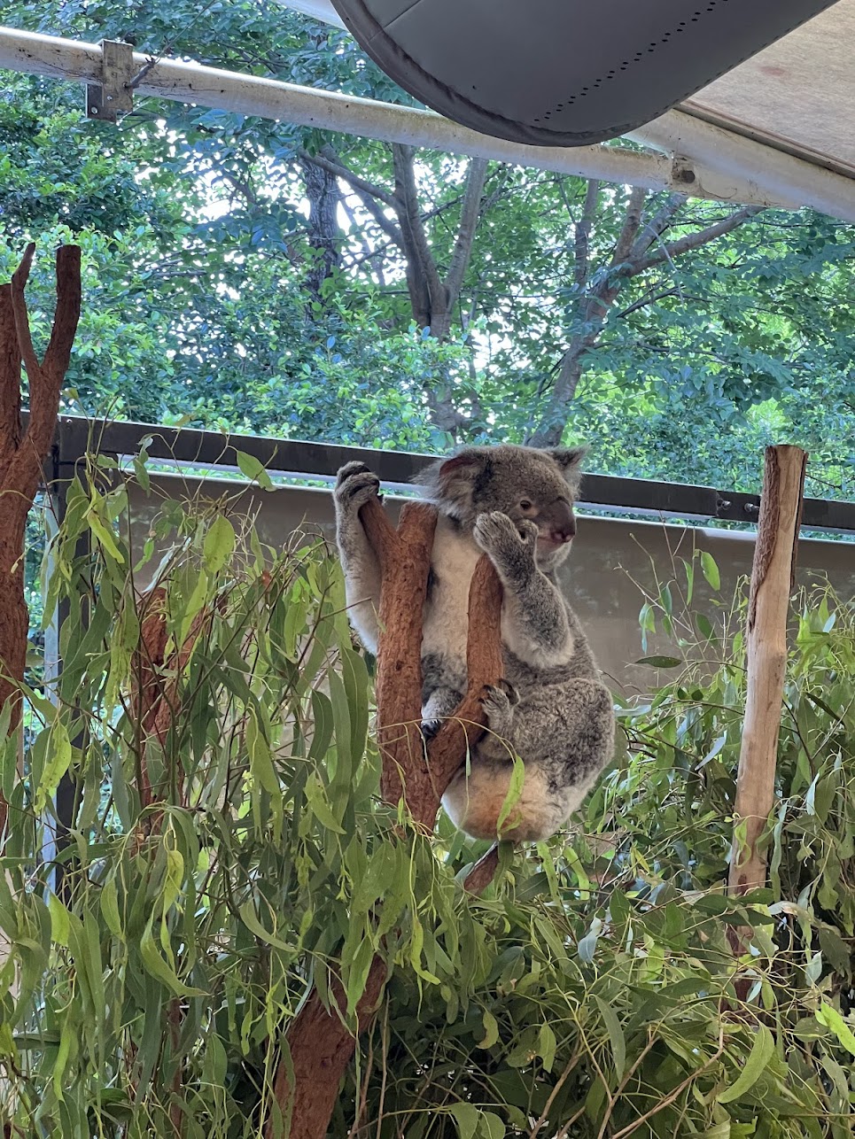 Beaches, Kangaroos and Koalas, Brisbane Australia